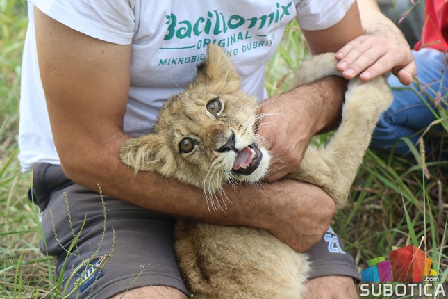 Krivična prijava protiv osobe za koju se sumnja da je nelegalno držala, a potom pustila mladunče lava