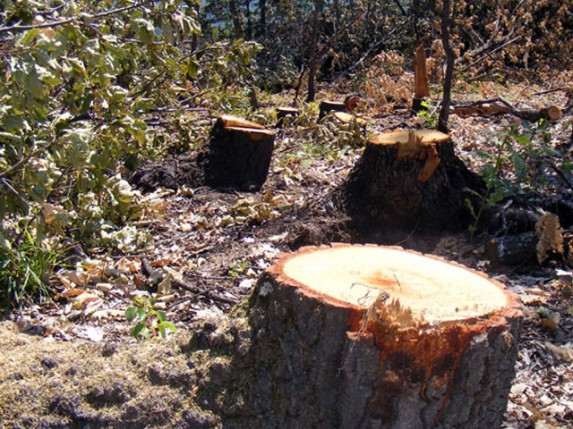 Zabrinjavajući broj nelegalne seče stabala