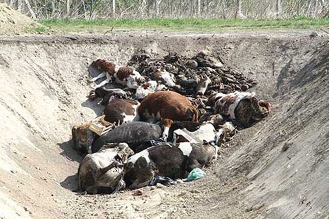 Počelo rešavanje dugogodišnjeg problema odlaganja otpada životinjskog porekla