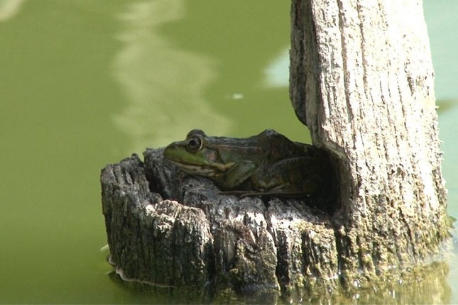 Ludaško jezero zagađenije od Palića