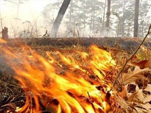 Ne palite vatru na otvorenom - Apel Ministarstva