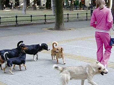 Obećano prihvatilište za pse lutalice više nije aktuelno?