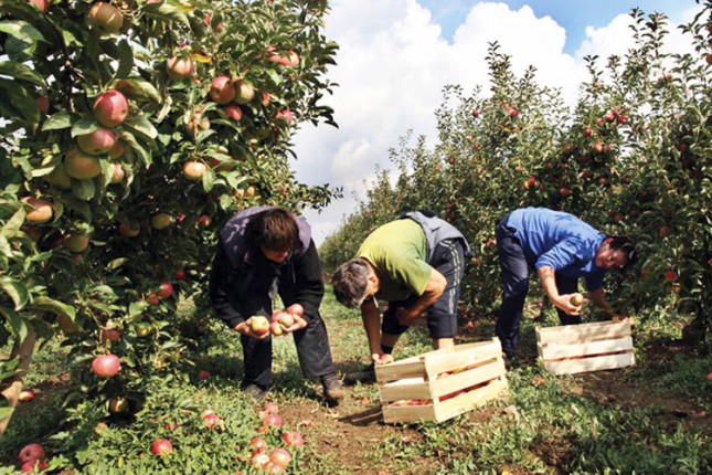 Subotičani neće u sezonce