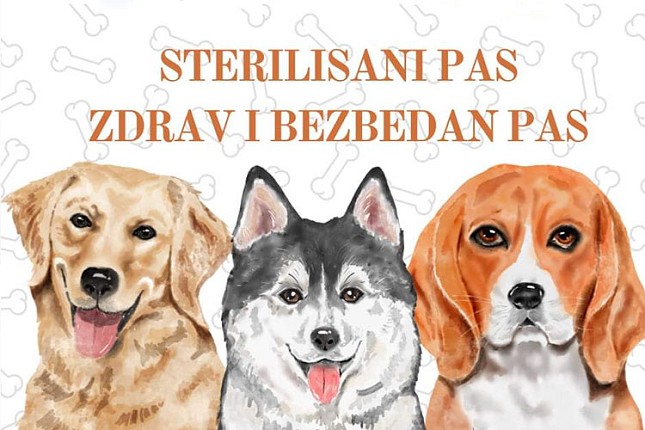 Besplatna sterilizacija pasa zahvaljujući projektu "Sterilisan pas, zdrav i bezbedan pas", prijave u toku