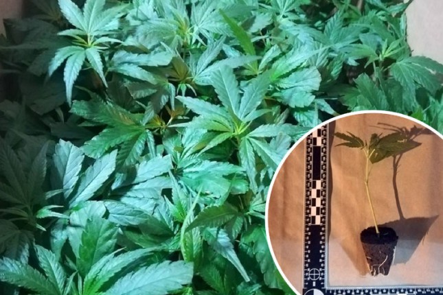 Otkriveno 10.000 stabljika marihuane na Horgošu