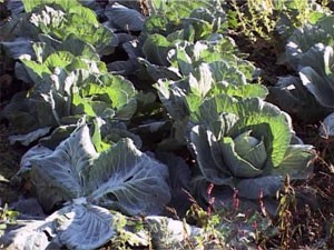 Završena Međunarodna škola organske proizvodnje