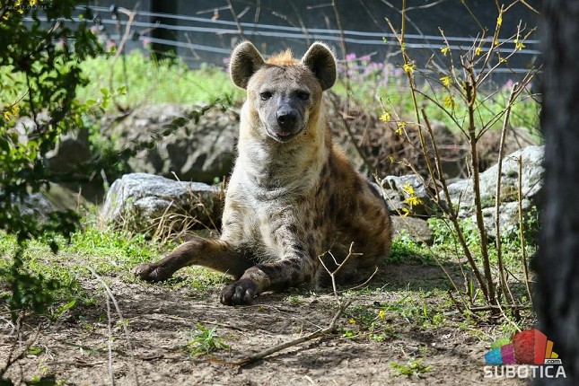 Pegave hijene Sofi i Zuri, nove stanovnice Zoo vrta