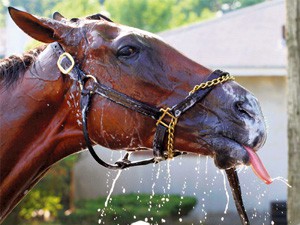 Konje proteruju iz centra, iguane ne