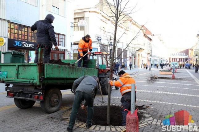 Počelo sađenje novih sedmogodišnjih lipa na Korzou