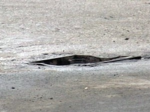 Krađa slivnika u Subotici