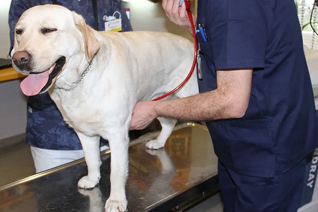 Raspoloživo još 30 termina za besplatnu sterilizaciju pasa