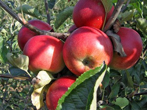 Kupci iz Moldavije dužni 400.000 evra za isporučene jabuke