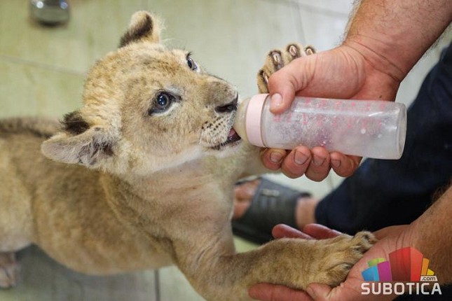 Zaplenjeni lavić u Zoološkom vrtu na Paliću