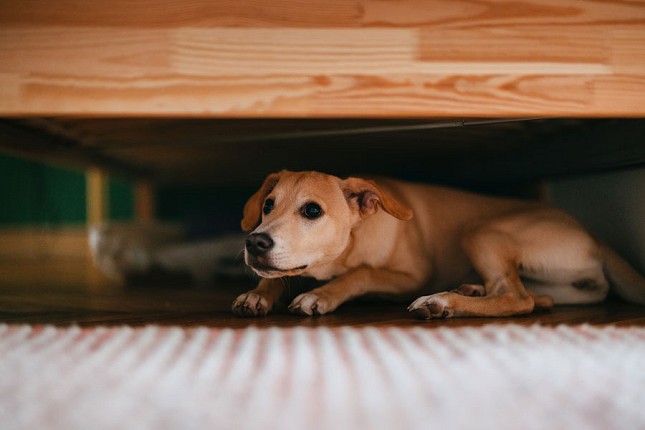I kućni ljubimci trpe za praznike - strah od pirotehnike može biti fatalan