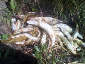 Uginulo nekoliko stotina ribe na Ludošu