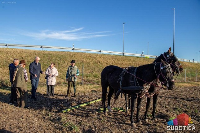 „Bankut“ ponovo niče na Paliću – vraća se zaboravljena sorta pšenice