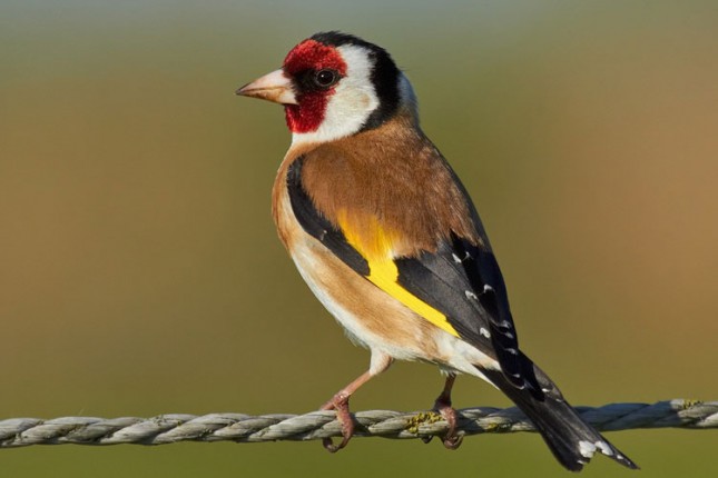 Kazna od 150.000 dinara za držanje divljih ptica