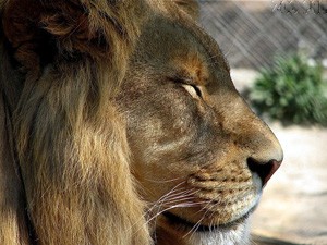 Životinje daju na usvajanje