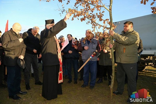Održana tradicionalna seča badnjaka na Makovoj sedmici