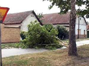 Olujni vetar rušio grane
