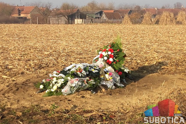 "Pogrebno" sahranjuje u - kukuruzištu!