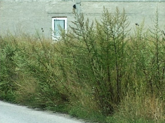 Apel građanima da pokose korov