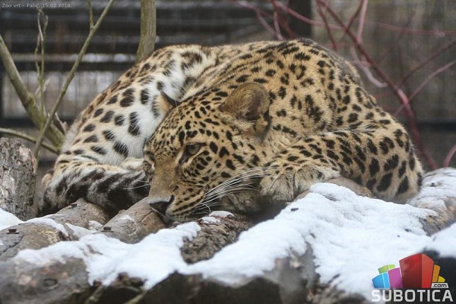 Zima u zoo-vrtu: kako životinje provode zimske dane?