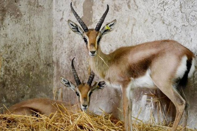 Gazela pobegla iz ZOO vrta pa zaplivala u Palićkom jezeru