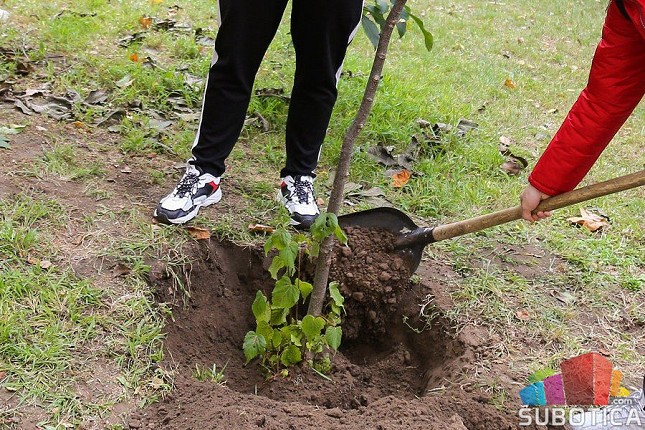 Sadnja drveća u privatnoj režiji samo uz saglasnost nadležnih