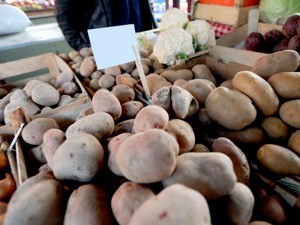 Rekordna cena krompira u Subotici