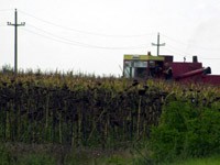 Krađa na crveno slovo: požnjeli crkvi suncokret
