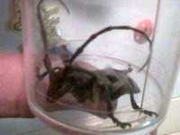 Bubašvabe mutanti u Subotici