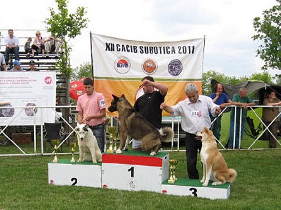 Međunarodna izložba pasa svih rasa - CACIB 2013