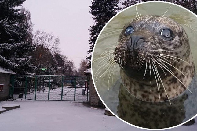Foke ponovo u Zoološkom vrtu
