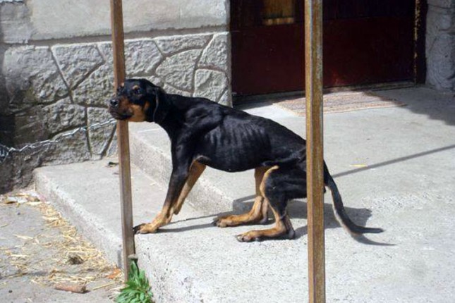 Nebriga o kućnim ljubimcima