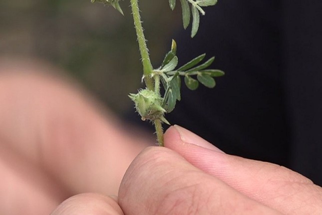 Biciklisti, čuvajte se "babinog zuba"!