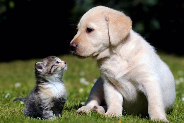 Izbor za najlepšeg psa i mačku Subotice