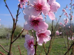 Stiglo nam je proleće