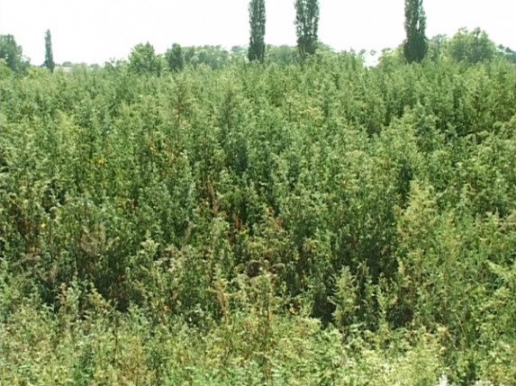 Zakorovljena Prozivka