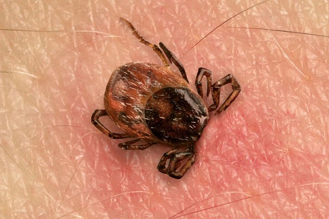 U borbi protiv krpelja najvažnija prevencija, a ako dođe do ujeda - bez panike!