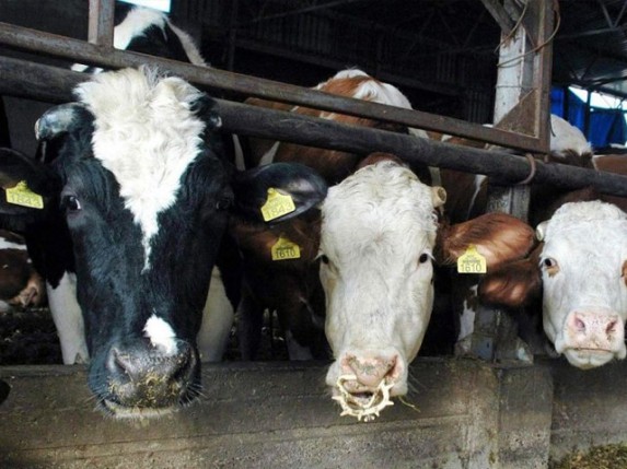 Ostali bez zemlje i prava na žalbu