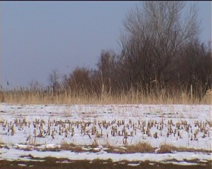 Sneg štiti pšenicu