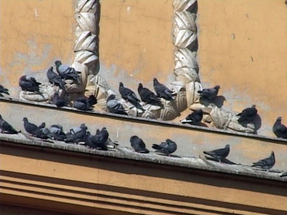 Hranjenje ptica tokom zime