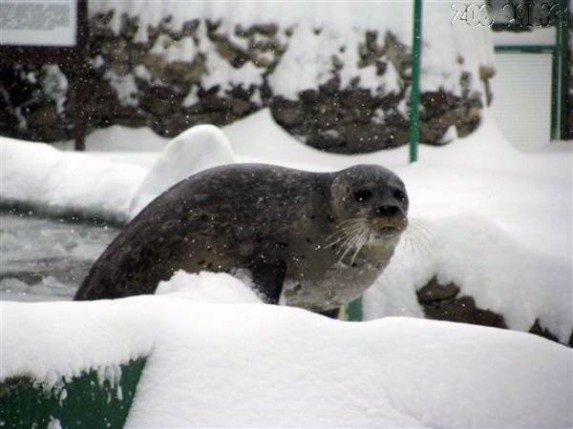 Besplatni sadržaji za učenike tokom svakog raspusta?
