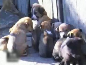 Bez dogovora između Prijatelja i grada