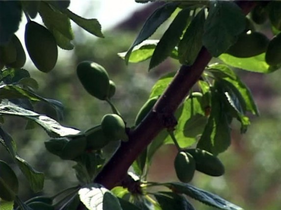 Mraz uništio rod voća u Subotici