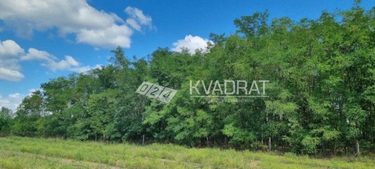 Plac, Srpski Šor, 5948a (ID: 105034) | Nekretnine Subotica