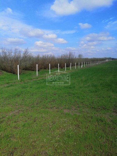 Plac, Bački Vinogradi, 467.2a (ID: 101188) | Nekretnine Subotica