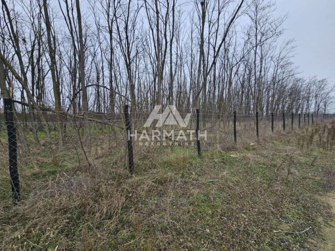 Plac, Sutjeska, 59.48a (ID: 113207) | Nekretnine Subotica