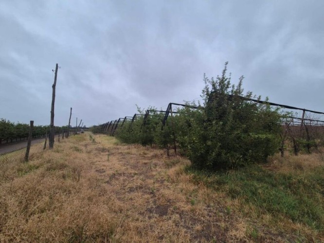 Plac, Bački Vinogradi, 149.85a (ID: 111249) | Nekretnine Subotica